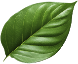 Feuille